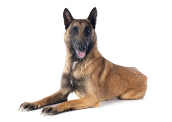belgian shepherd