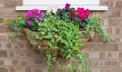 Winter and spring flowering hanging basket with trailing ivy cyc