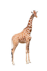 Girafe au maximum. Il est isolé sur le blanc