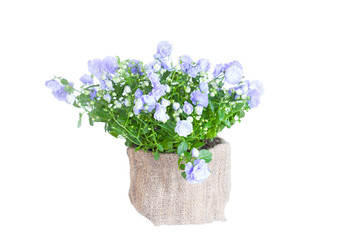 Campanula terry in a flowerpot on  white background