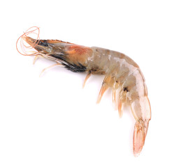 Close up of fresh shrimp.