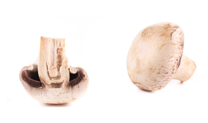 White mushrooms close up.