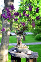 Bonsai tree - lilac Syringa vulgaris
