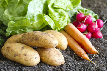 Fresh organic potatoes on the soil in the garden