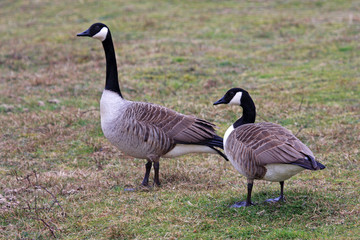 Canada Geese