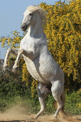 Obraz na płótnie Canvas Steigendes Pferd - Hochformat