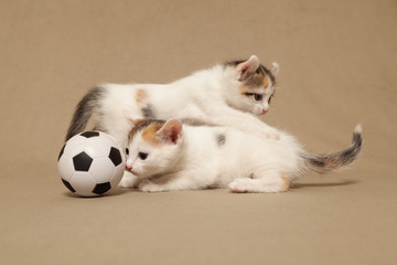 Fototapeta premium Two small spotted kitten plays with a football