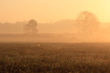 Fototapeta premium agricultural field