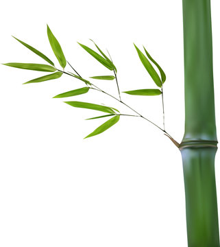 stem with isolated green bamboo branch