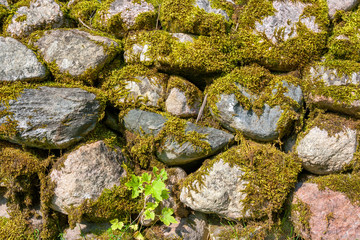 Mossy wall