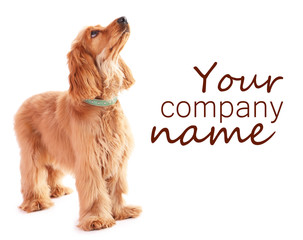 Beautiful cocker spaniel isolated on white