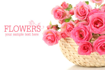 Beautiful small pink roses, isolated on white