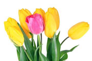 Obraz premium Pink and yellow tulips on bright background
