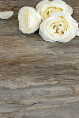 Weisse Rosen