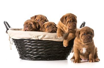 litter of puppies