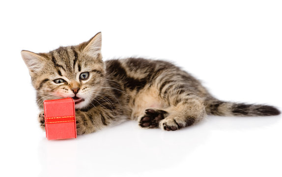 scottish kitten with gift. isolated on white background