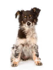 young mixed breed dog sitting in front. isolated on white 