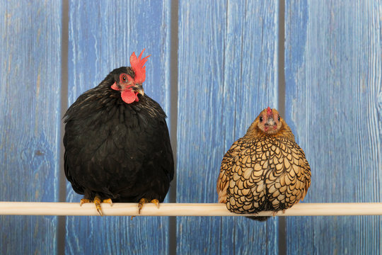 Chickens in henhouse