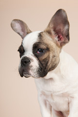 Puppy French bulldog
