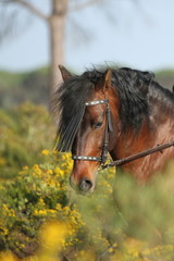 Spanischer Hengst