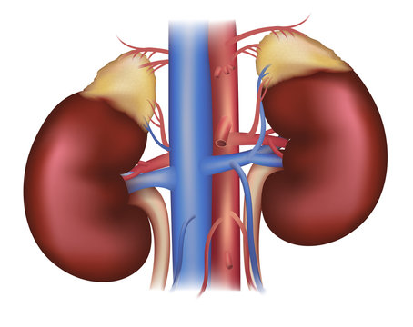 Kidneys and adrenal glands, blood supply