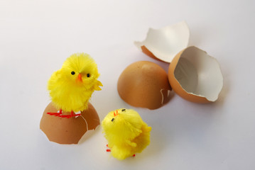 Two chicks and eggshells