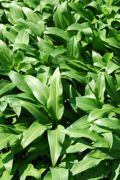 Fototapeta Ramsons - edible, but similar to poisonous