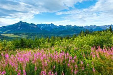 Summer morning mountain landscape with pink flowers (Poland)