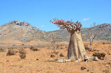 Йемен, остров Сокотра, бутылочное дерево на плато Хомхил