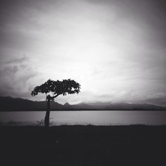 lonely tree 