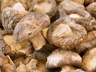 shiitake mushroom