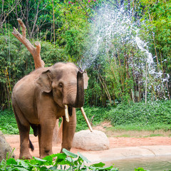 Elephant make water spray - Nature shower - 63328663