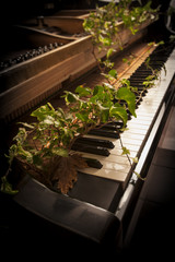 Ivy springs from a piano