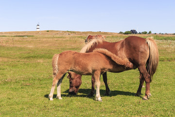 Fototapeta premium Foal suckling