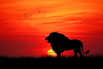 Tuinposter Rood Leeuw bij zonsondergang