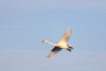 Whooper Swan flying