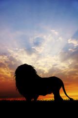 Naklejka premium Sylwetka lwa