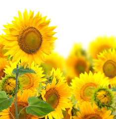 Field with sunflowers. isolation