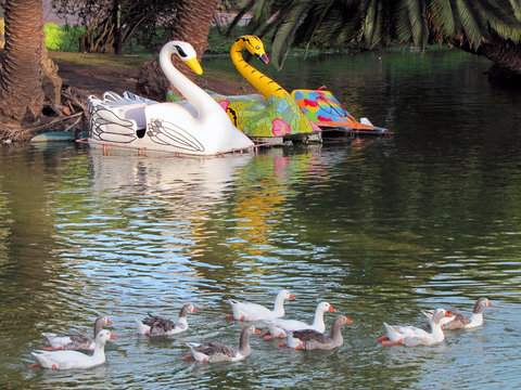 Un grupo de gansos nadan cerca de un par de botes en un parque. Parque Rodó, Montevideo Uruguay.