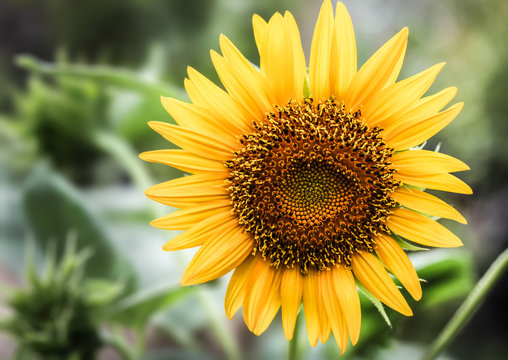 Closeup pollen sunflower in the garden