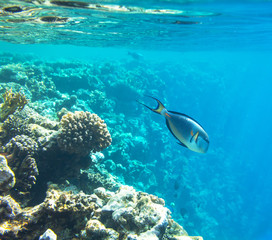 Fototapeta na wymiar Coral fish