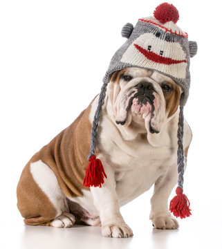 dog wearing hat