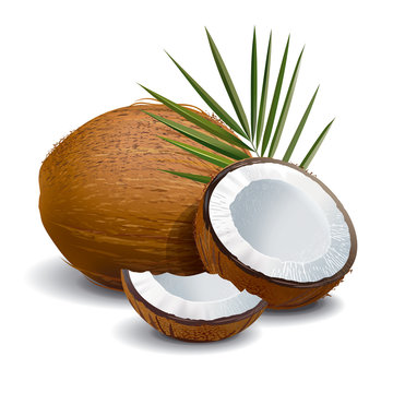 Coconut