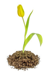 Yellow tulip flower growing in the soil