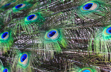 Fototapeta premium Peacock feather