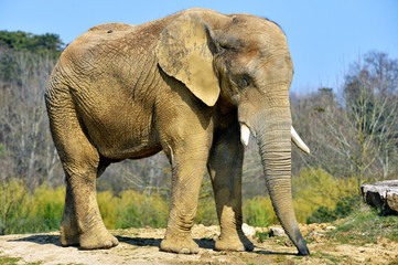 Fototapeta premium Eléphant de savane (mâle)