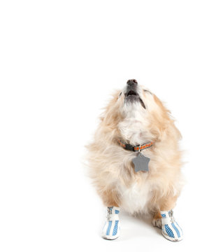 Howling Dog Wearing Shoes