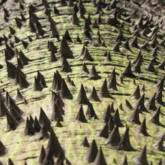 Textura con pinchos de la corteza de un árbol. Superficie de la piel vegetal de un tronco. © jecarvallido