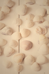 Sea shells