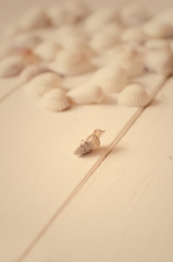 Obraz premium Sea shells